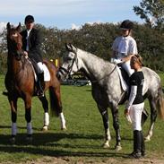 Dansk Varmblod Albani 