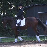 Dansk Varmblod Albani 