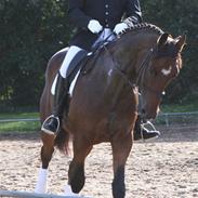 Dansk Varmblod Albani 