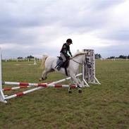 Welsh Pony af Cob-type (sec C) Miggi *Solgt*