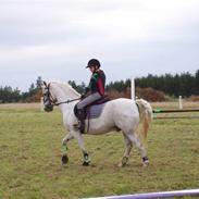 Welsh Pony af Cob-type (sec C) Miggi *Solgt*