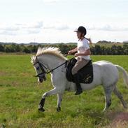 Welsh Pony af Cob-type (sec C) Silvermoon