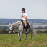 Welsh Pony af Cob-type (sec C) Silvermoon