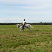 Welsh Pony af Cob-type (sec C) Silvermoon