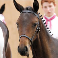 Pinto Gaasdal´s Spotless