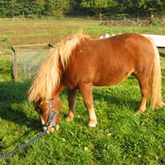Shetlænder Ronja 