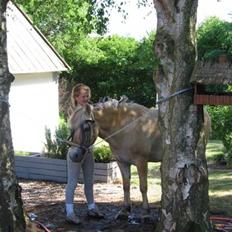 Fjordhest Krogsholt Nicole