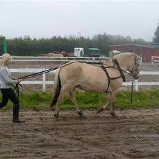 Fjordhest hjerter bellami