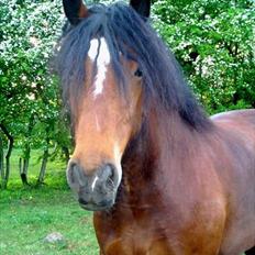 Irish Cob           Aisling *video*