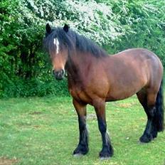 Irish Cob           Aisling *video*