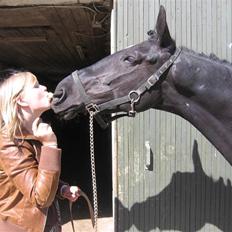 Anden særlig race Nonius-95Malvin *Solgt*