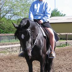 Anden særlig race Nonius-95Malvin *Solgt*