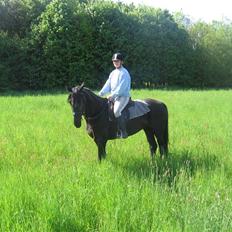 Anden særlig race Nonius-95Malvin *Solgt*