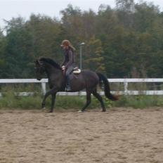 Anden særlig race Holtegårdens splif SOLGT.