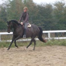 Anden særlig race Holtegårdens splif SOLGT.