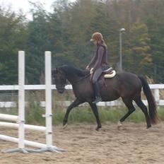 Anden særlig race Holtegårdens splif SOLGT.