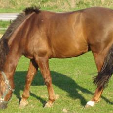 Anden særlig race Riishøjgaards Victor