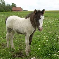 Anden særlig race GASTON