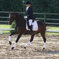 Dansk Varmblod Waldfriede