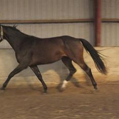 Dansk Varmblod Waldfriede