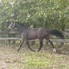 Dansk Varmblod Waldfriede