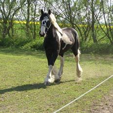 Tinker Guldagers sir Gallahad