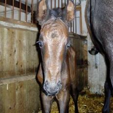 Dansk Varmblod Bugges Casino-Royal R.I.P