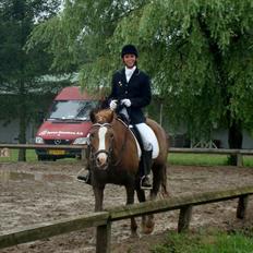 Welsh Partbred (Sec F) Wissinggaards Stitch