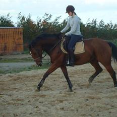 Hollandsk Varmblod Pearly (SOLGT)