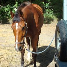 Hollandsk Varmblod Pearly (SOLGT)