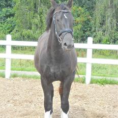 Oldenborg Diablo  " solgt " SAVNET