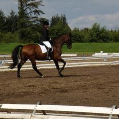 Dansk Varmblod Træholt`s Santos