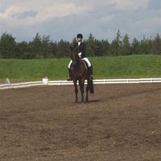 Dansk Varmblod Træholt`s Santos