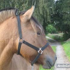 Anden særlig race Tarzan 