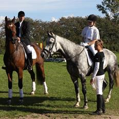 Dansk Varmblod Albani 