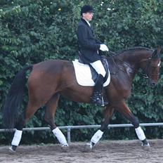 Dansk Varmblod Albani 