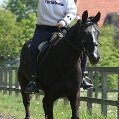 Anden særlig race Po8ny Girl