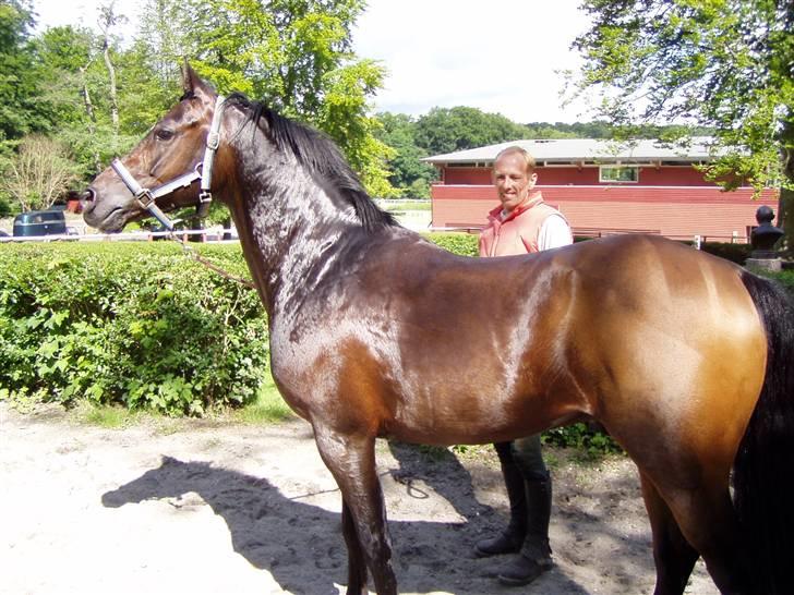 Anden særlig race Satrain off Fejø Solgt - Sådan ser en top-tunet og velplejet pony ud, som han er hele året. billede 9