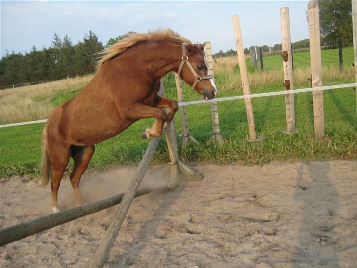 Welsh Mountain (sec A) Juni RIP - Hoop ;D<3 billede 10