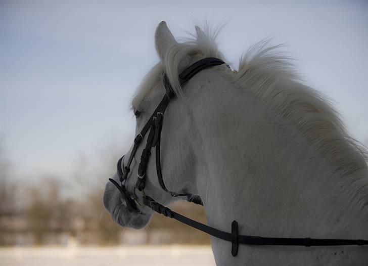 Hollandsk Sportspony Greyhound <3<3  - . billede 17