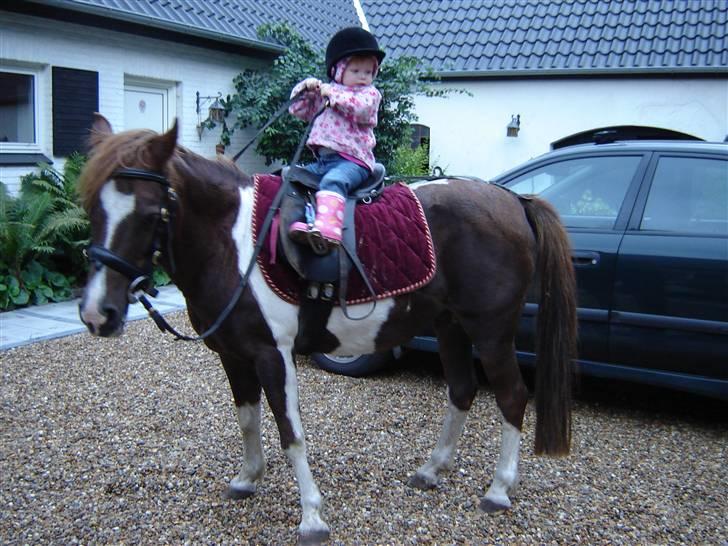 Pinto Museline - Her er min niece ude at ride, hun er helt tosset med hende... billede 17