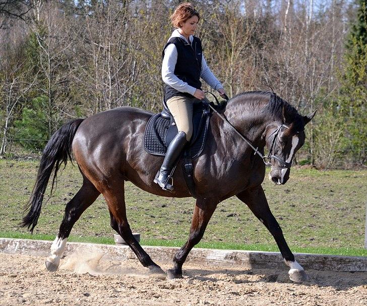 Dansk Varmblod Flying Magic **RIP** billede 14