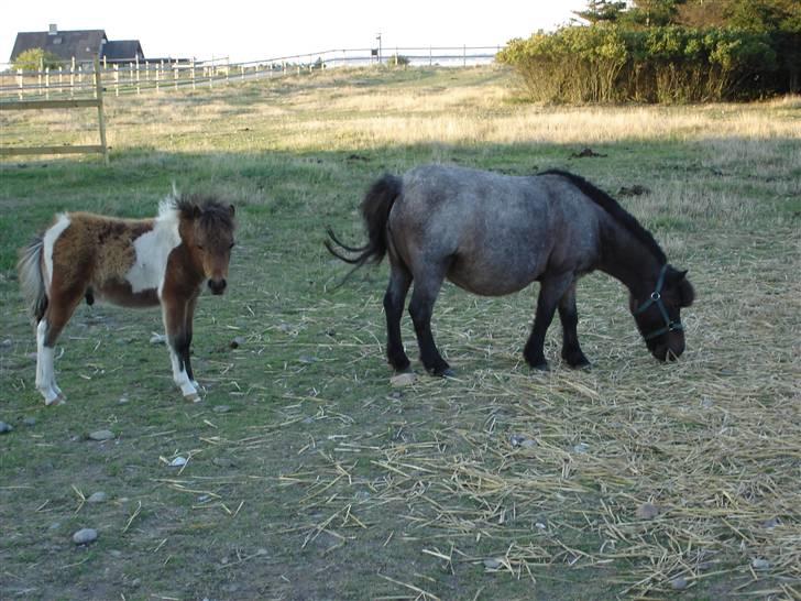 Shetlænder † Bakkegårdens Faster † - juli 2004: Faster lige da hun kom hertil(med sit gamle føl Knold(nu alf)) billede 9