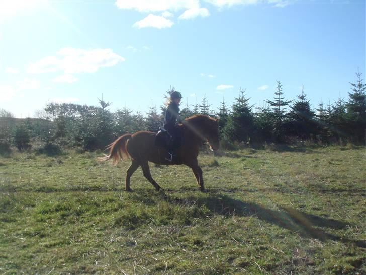 Anden særlig race wendy - i galop..sej man:) billede 12