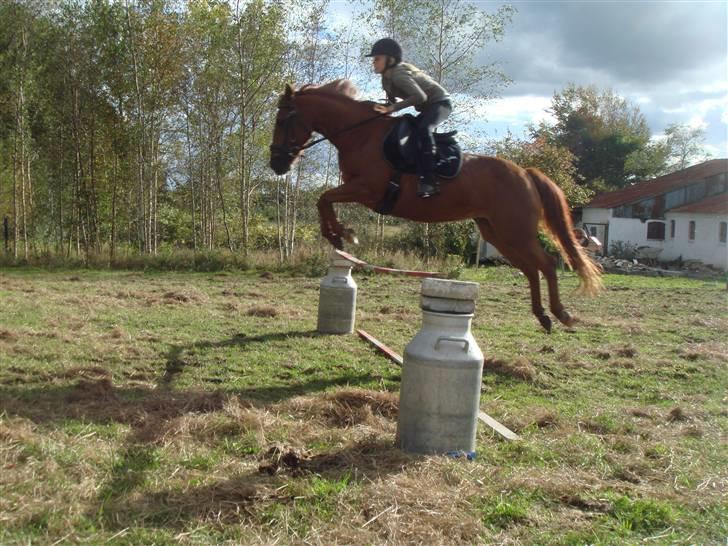 Anden særlig race wendy - super springeren wendy billede 14