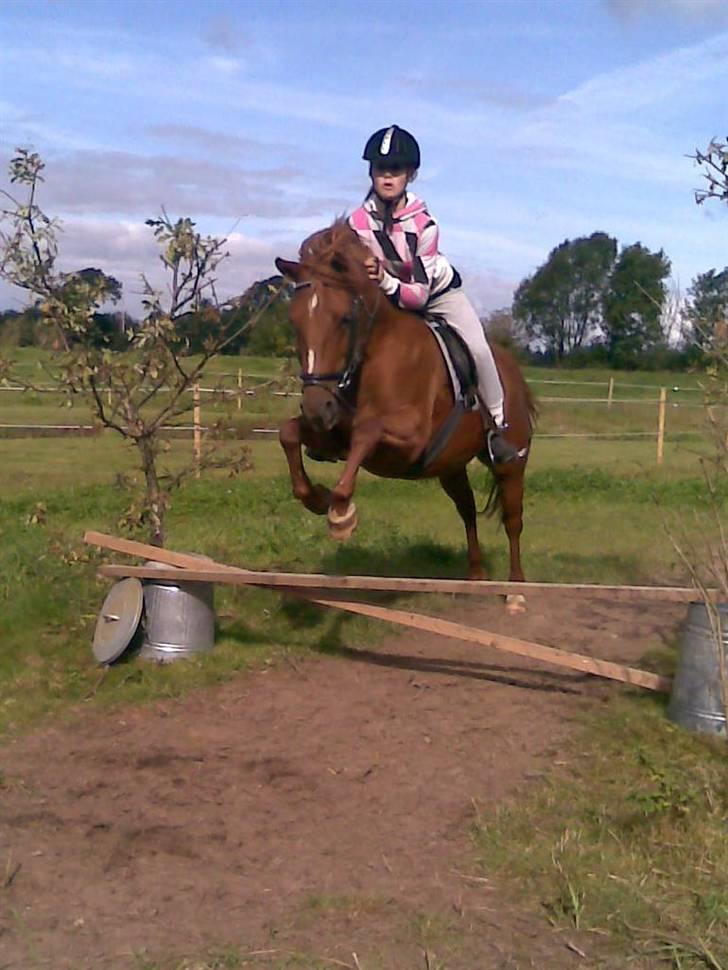 Anden særlig race wendy - Signe springer 50 cm det skal lige siges at signe kun har redet 4 gange og hun freser rundt på wendy i galop!! Du passer bare så godt på hedde wendy min skat!! billede 15