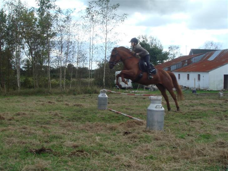 Anden særlig race wendy - vi købte hende dressur pony men hendes talendt er vidst spring. anden gang vi springer hende billede 17