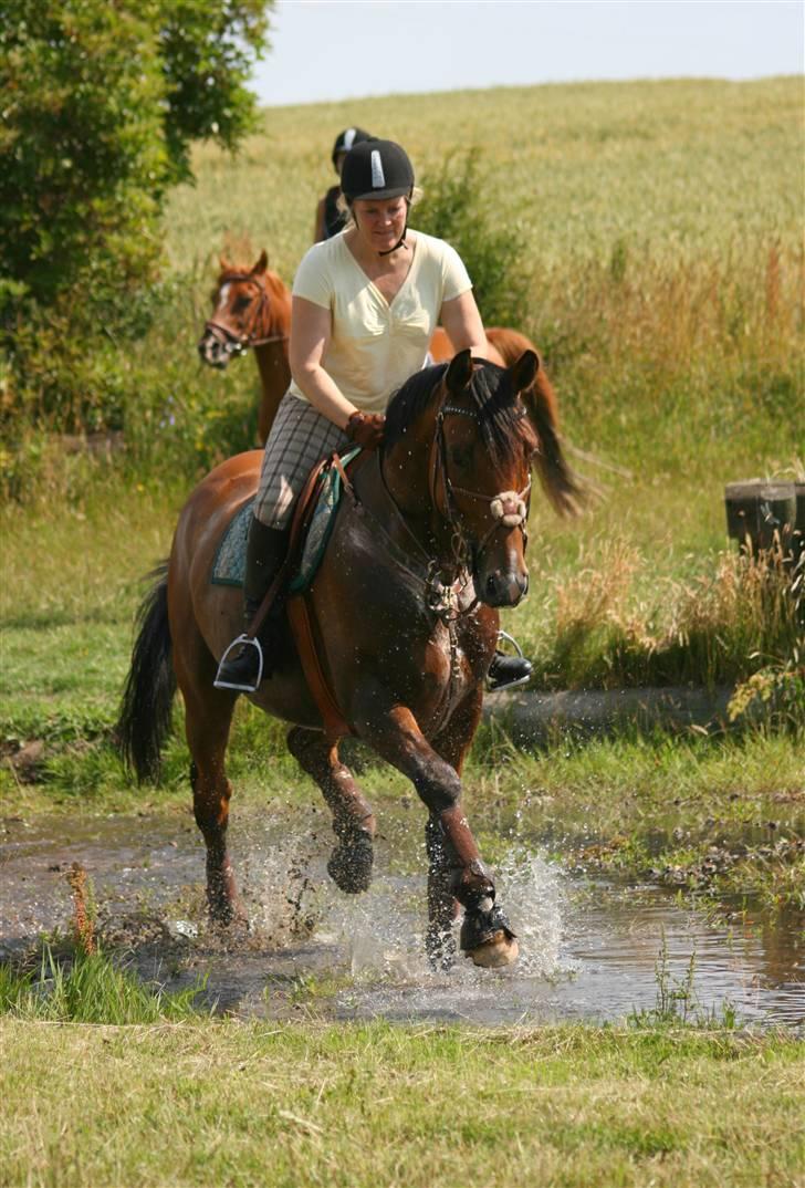 Anden særlig race Nightmare Macohl *RIP* - vandspring i langå billede 16