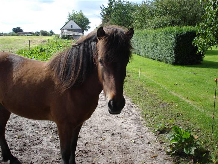 Islænder Djarfur fra lundegaard - velkommen til Djarfurs profil ;D billede 1