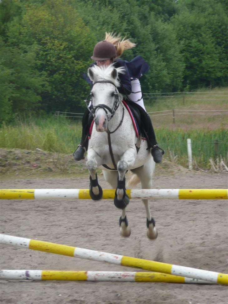 Anden særlig race Lucky Lady (solgt) - Opvarmning til stævne. :)  billede 14